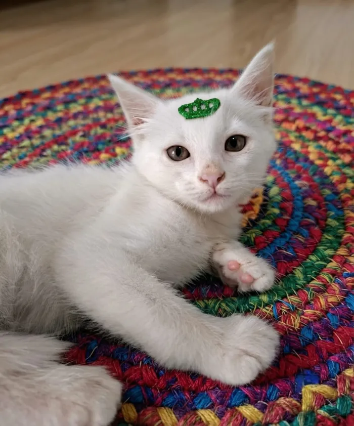 Gato raça SRD-ViraLata idade 2 a 6 meses nome Thor
