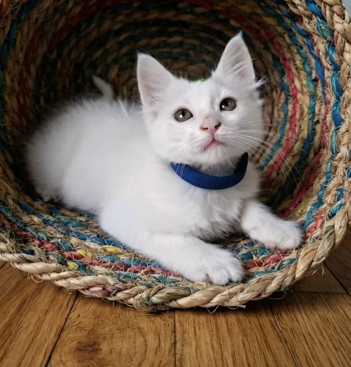 Gato raça SRD-ViraLata idade 2 a 6 meses nome Thor