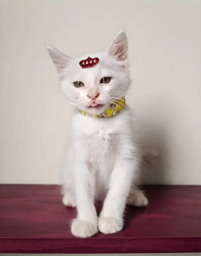 Gato raça SRD-ViraLata idade 2 a 6 meses nome Thor