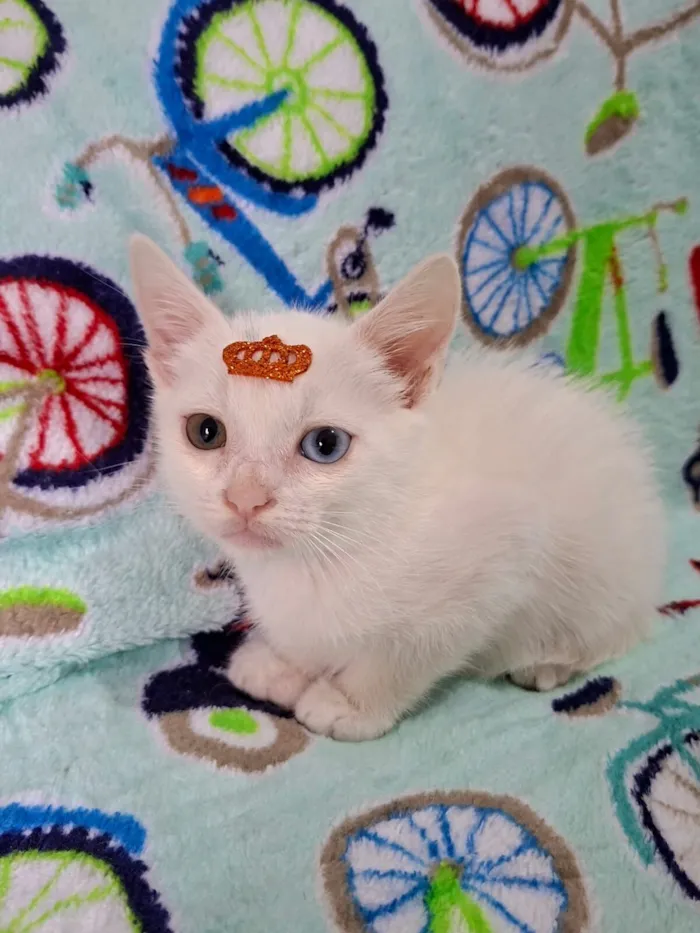 Gato raça SRD-ViraLata idade 2 a 6 meses nome David