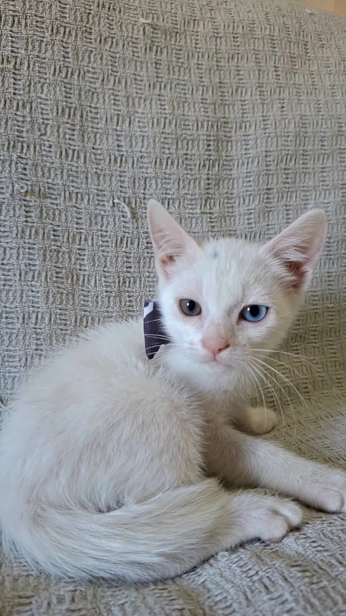 Gato raça SRD-ViraLata idade 2 a 6 meses nome David