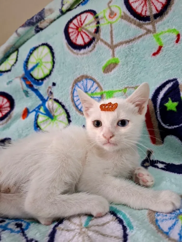 Gato raça SRD-ViraLata idade 2 a 6 meses nome David