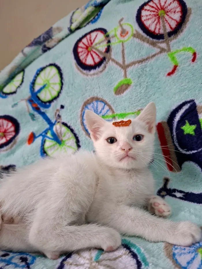 Gato raça SRD-ViraLata idade 2 a 6 meses nome David