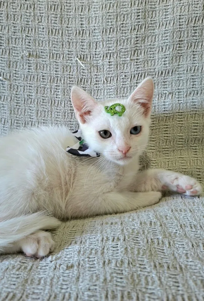 Gato raça SRD-ViraLata idade 2 a 6 meses nome David