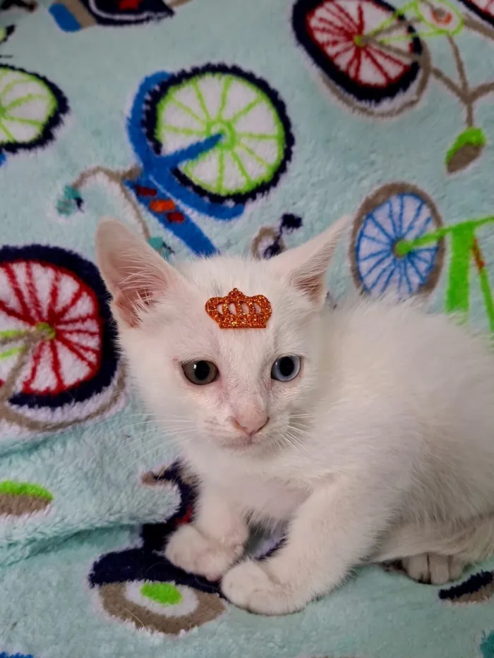 Gato raça SRD-ViraLata idade 2 a 6 meses nome David