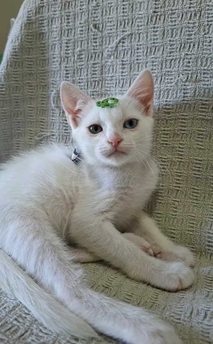 Gato raça SRD-ViraLata idade 2 a 6 meses nome David