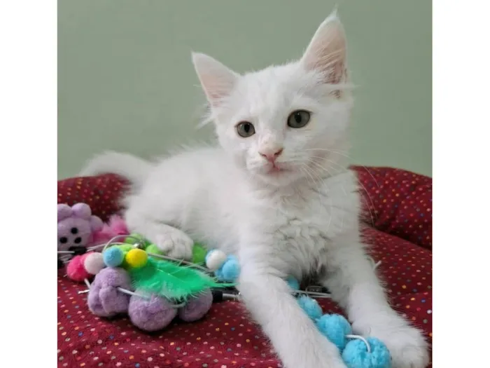Gato raça SRD-ViraLata idade 2 a 6 meses nome Thor