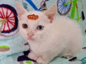 Gato raça SRD-ViraLata idade 2 a 6 meses nome David