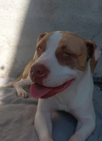 Cachorro raça Pit-Bull idade 1 ano nome olaf