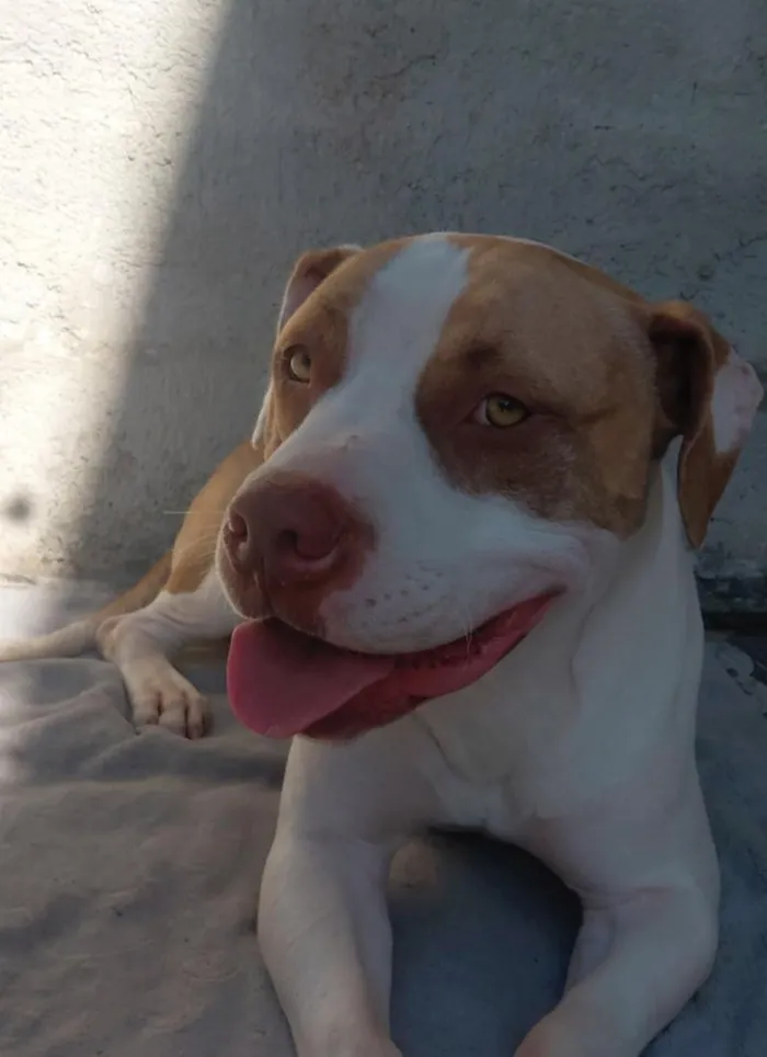 Cachorro raça Pit-Bull idade 1 ano nome olaf