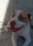 olaf