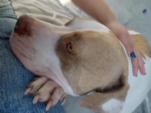 Cachorro raça Pit-Bull idade 1 ano nome olaf