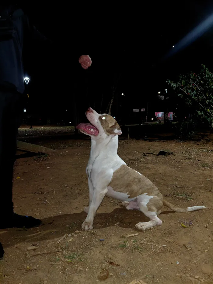 Cachorro raça Pit-Bull idade 1 ano nome olaf