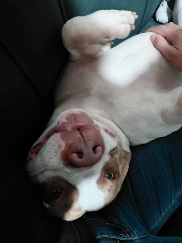 Cachorro raça Pit-Bull idade 1 ano nome olaf