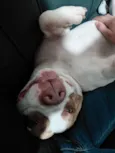 olaf