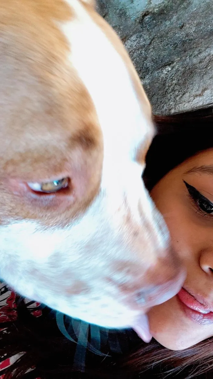 Cachorro raça Pit-Bull idade 1 ano nome olaf
