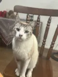 Chico