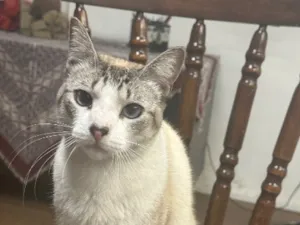 Gato raça SRD-ViraLata idade 1 ano nome Chico