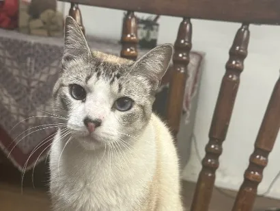Gato raça SRD-ViraLata idade 1 ano nome Chico