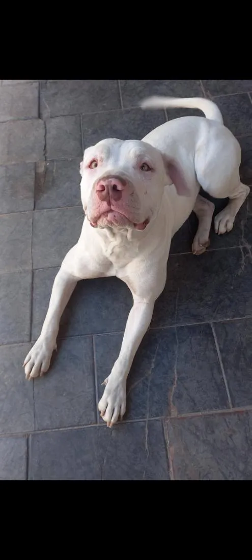 Cachorro raça Pit-Bull idade 2 anos nome Neve