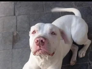 Cachorro raça Pit-Bull idade 2 anos nome Neve