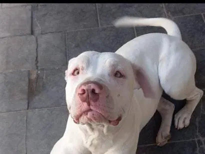 Cachorro raça Pit-Bull idade 2 anos nome Neve