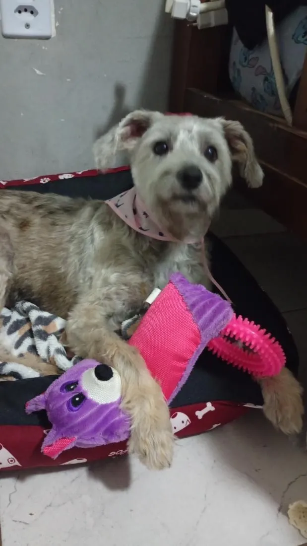 Cachorro raça SRD-ViraLata idade 2 a 6 meses nome Lola