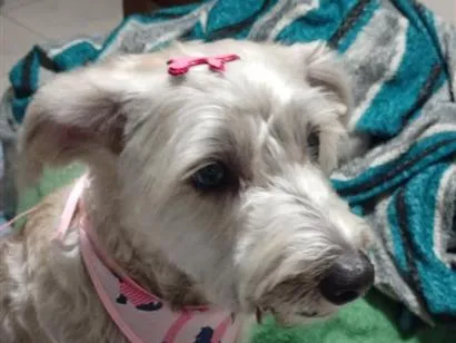 Cachorro raça SRD-ViraLata idade 2 a 6 meses nome Lola