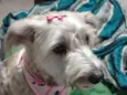 Lola