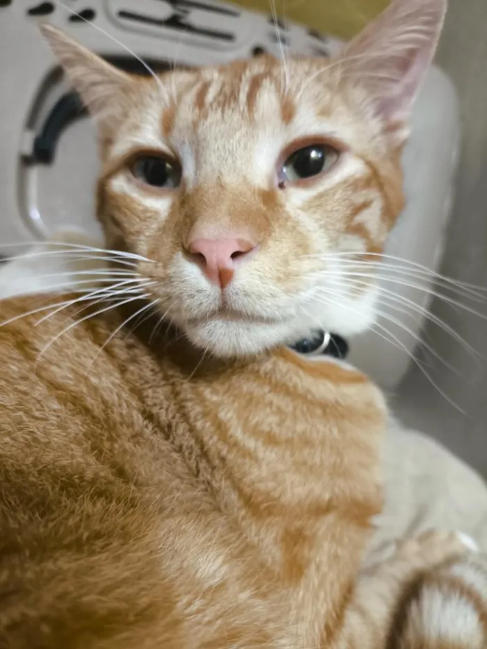 Gato raça SRD-ViraLata idade 7 a 11 meses nome sazon