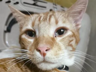 Gato raça SRD-ViraLata idade 7 a 11 meses nome sazon