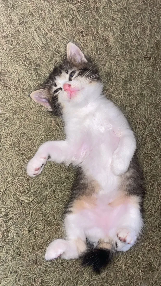 Gato raça SRD-ViraLata idade 2 a 6 meses nome Gatinhos 