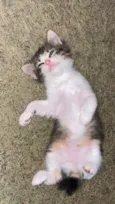 Gatinhos