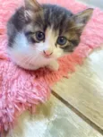 Gatinhos