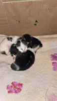 Gatinhos