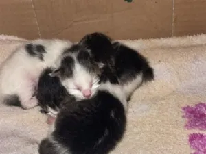 Gato raça SRD-ViraLata idade 2 a 6 meses nome Gatinhos 