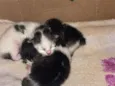 Gatinhos