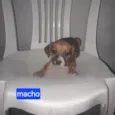 Calvino e Ratinho
