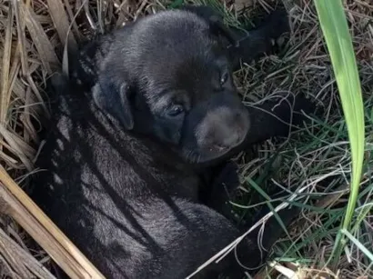 Cachorro raça SRD-ViraLata idade Abaixo de 2 meses nome sem nome
