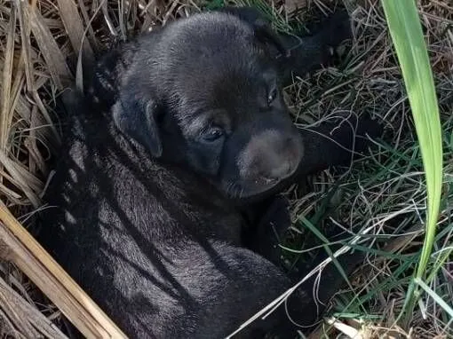 Cachorro raça SRD-ViraLata idade Abaixo de 2 meses nome sem nome