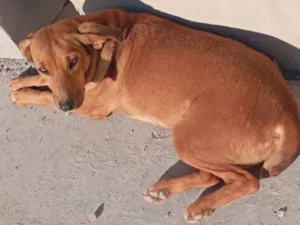 Cachorro raça SRD-ViraLata idade 2 a 6 meses nome Charlene 