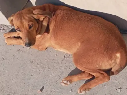 Cachorro raça SRD-ViraLata idade 2 a 6 meses nome Charlene 