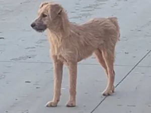 Cachorro raça SRD-ViraLata idade 7 a 11 meses nome Berezinha 