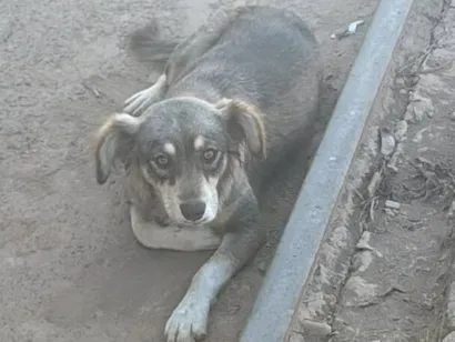 Cachorro raça SRD-ViraLata idade 1 ano nome Sami