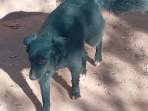 Cachorro raça SRD-ViraLata idade 1 ano nome Pretinha 