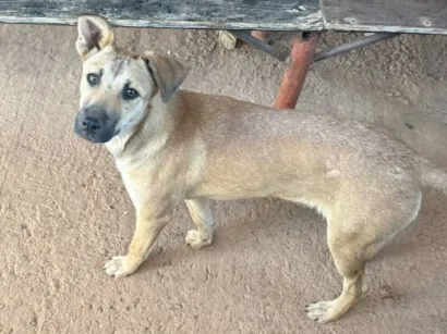 Cachorro raça SRD-ViraLata idade 2 a 6 meses nome Menina 