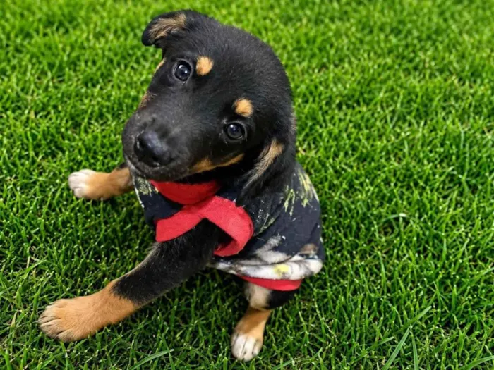 Cachorro raça SRD-ViraLata idade 2 a 6 meses nome Edu