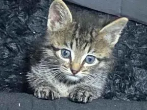 Gato raça SRD-ViraLata idade 2 a 6 meses nome Nicolau