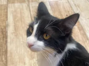 Gato raça SRD-ViraLata idade 2 a 6 meses nome Tomtom