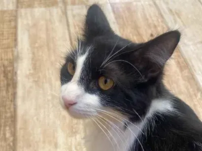 Gato raça SRD-ViraLata idade 2 a 6 meses nome Tomtom